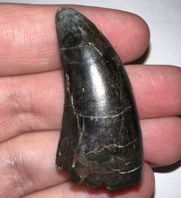 Load image into Gallery viewer, Tyrannosaurus Rex Top Quality Tooth 1.755 Inches Hell Creek Formation South Dakota
