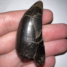 Load image into Gallery viewer, Tyrannosaurus Rex Fossil Tooth 2.038 Inches Hell Creek Formation Montana NO REPAIR!
