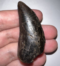 Load image into Gallery viewer, Tyrannosaurus Rex Fossil Tooth 2.038 Inches Hell Creek Formation Montana NO REPAIR!
