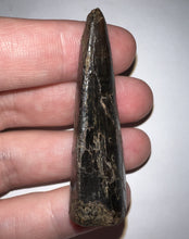 Load image into Gallery viewer, Tyrannosaurus Rex Fossil Tooth 2.038 Inches Hell Creek Formation Montana NO REPAIR!
