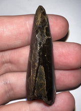 Load image into Gallery viewer, Tyrannosaurus Rex Fossil Tooth 2.038 Inches Hell Creek Formation Montana NO REPAIR!
