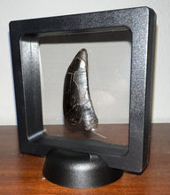 Load image into Gallery viewer, Tyrannosaurus Rex Fossil Tooth 2.038 Inches Hell Creek Formation Montana NO REPAIR!
