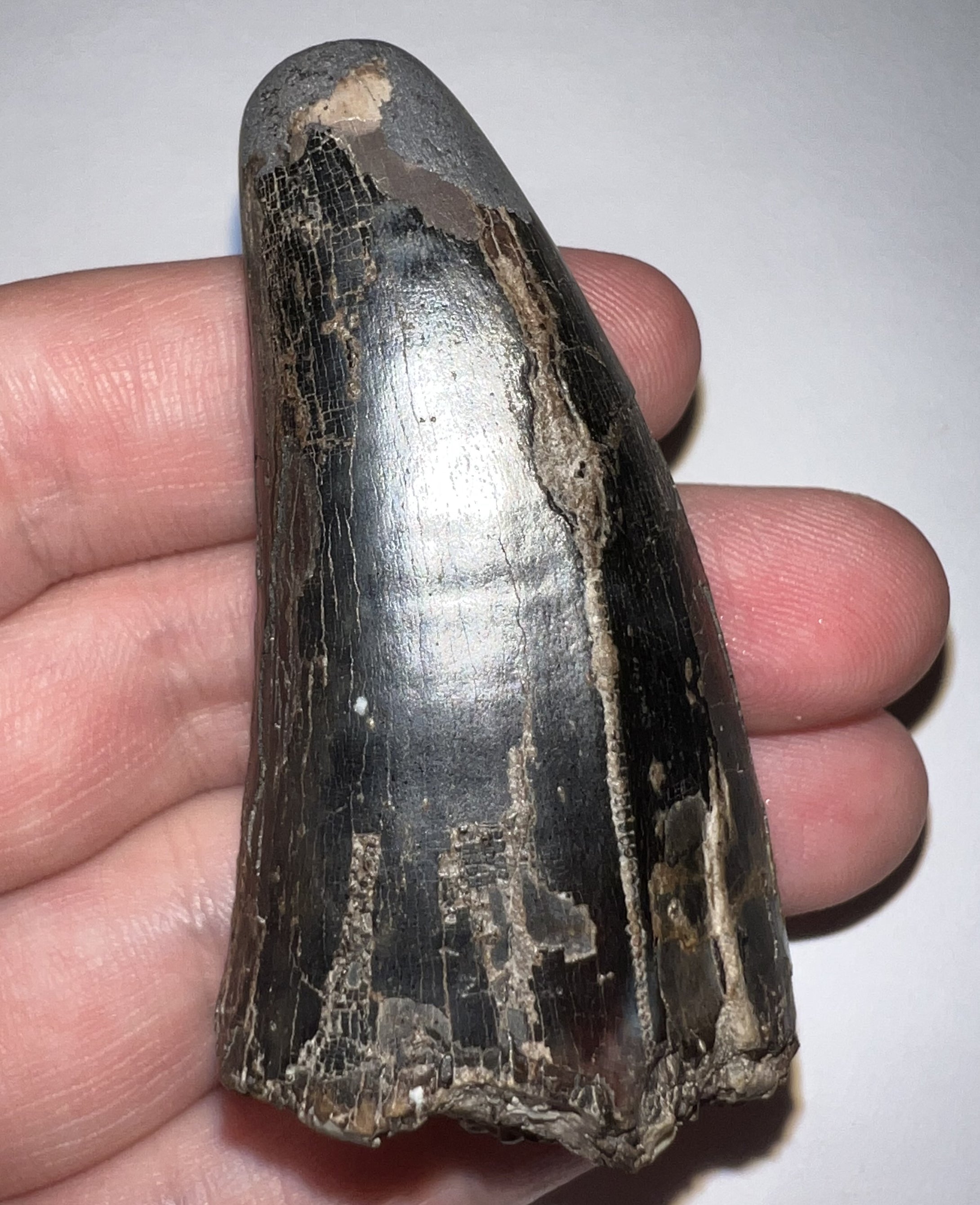 Tyrannosaurus Rex Fossil Tooth 2.5 Inches Hell Creek Formation Montana