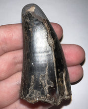 Load image into Gallery viewer, Tyrannosaurus Rex Fossil Tooth 2.5 Inches Hell Creek Formation Montana
