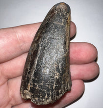 Load image into Gallery viewer, Tyrannosaurus Rex Fossil Tooth 2.5 Inches Hell Creek Formation Montana
