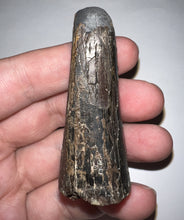 Load image into Gallery viewer, Tyrannosaurus Rex Fossil Tooth 2.5 Inches Hell Creek Formation Montana
