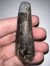 Load image into Gallery viewer, Tyrannosaurus Rex Fossil Tooth 2.5 Inches Hell Creek Formation Montana
