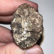 Load image into Gallery viewer, Tyrannosaurus Rex Fossil Tooth 2.5 Inches Hell Creek Formation Montana
