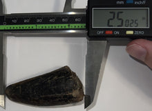 Load image into Gallery viewer, Tyrannosaurus Rex Fossil Tooth 2.5 Inches Hell Creek Formation Montana
