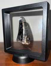 Load image into Gallery viewer, Tyrannosaurus Rex Fossil Tooth 2.5 Inches Hell Creek Formation Montana
