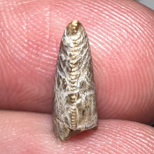 Load image into Gallery viewer, Tyrannosaurus Rex Juvenile Tooth .469 Inches NO REPAIR!
