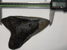 Load image into Gallery viewer, Monster Size Megalodon Shark Tooth 6.07 Inches Not Repaired!
