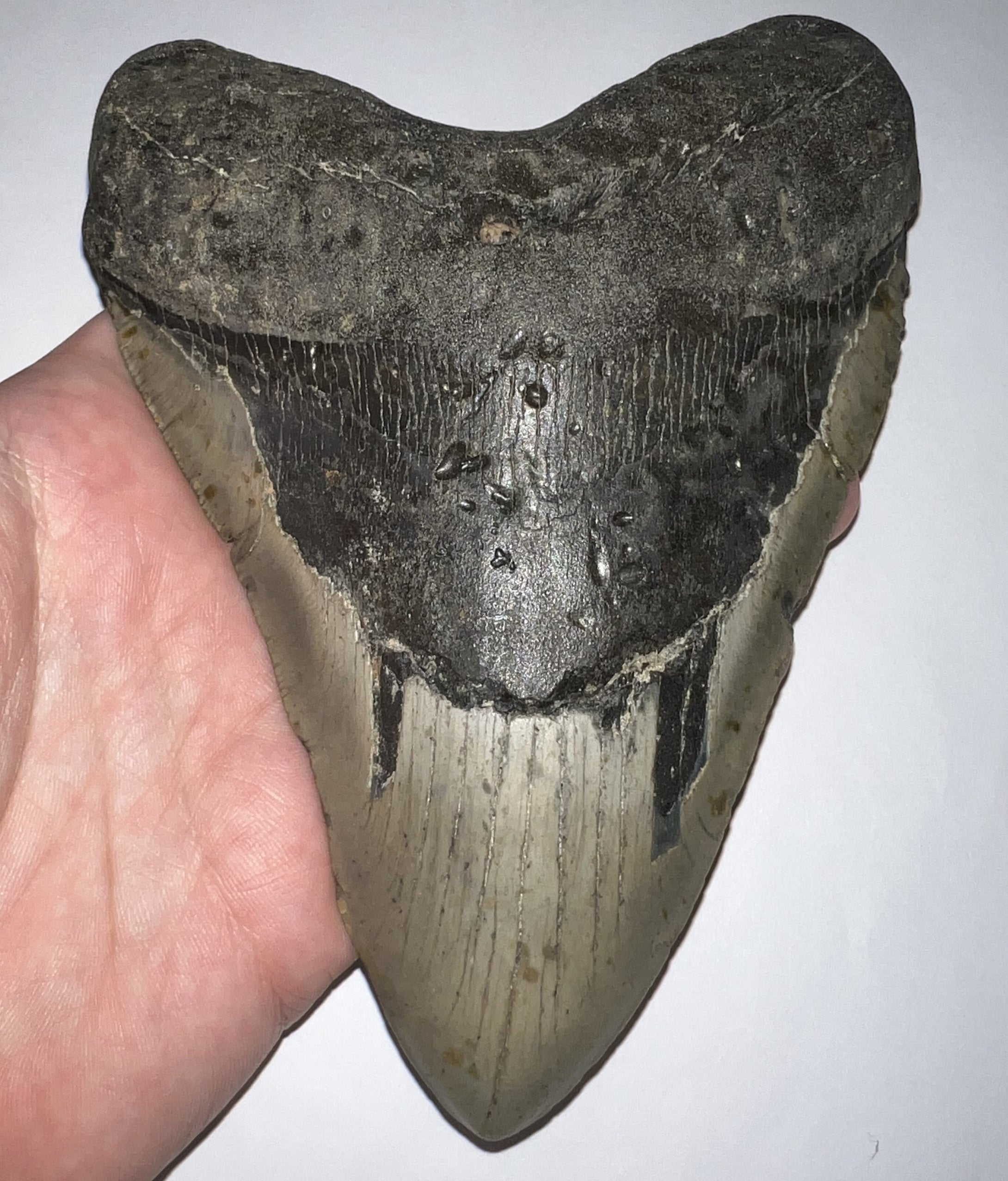 Monster Size Megalodon Fossil Shark Tooth 6.43 Inches Great Serrations! Not Repaired!