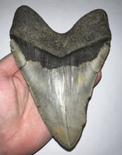 Load image into Gallery viewer, Monster Size Megalodon Fossil Shark Tooth 6.43 Inches Great Serrations! Not Repaired!
