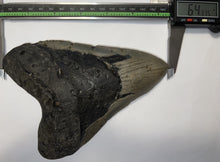 Load image into Gallery viewer, Monster Size Megalodon Fossil Shark Tooth 6.43 Inches Great Serrations! Not Repaired!
