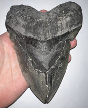Load image into Gallery viewer, Monster Size Megalodon Shark Tooth 6.31 Inches Great Serrations! Not Repaired!
