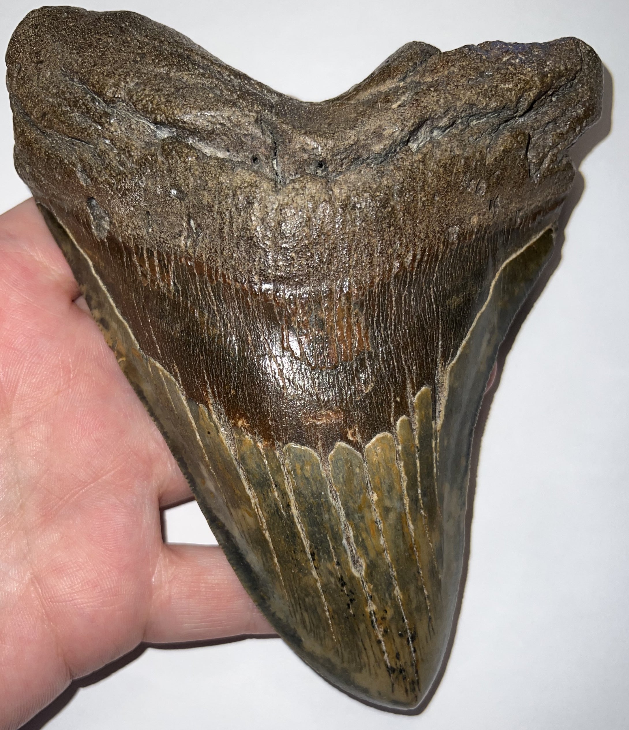 Monster Size Megalodon Fossil Shark Tooth 6.44 Inches Fantastic Serrations! Not Repaired!