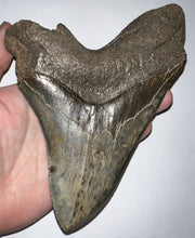 Load image into Gallery viewer, Monster Size Megalodon Fossil Shark Tooth 6.44 Inches Fantastic Serrations! Not Repaired!
