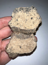 Load image into Gallery viewer, Glyptodont Rare 2 Connected Scutes 3.48 Inches
