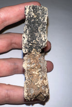 Load image into Gallery viewer, Glyptodont Rare 2 Connected Scutes 3.48 Inches
