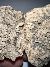 Load image into Gallery viewer, Glyptodont Rare 2 Connected Scutes 3.48 Inches
