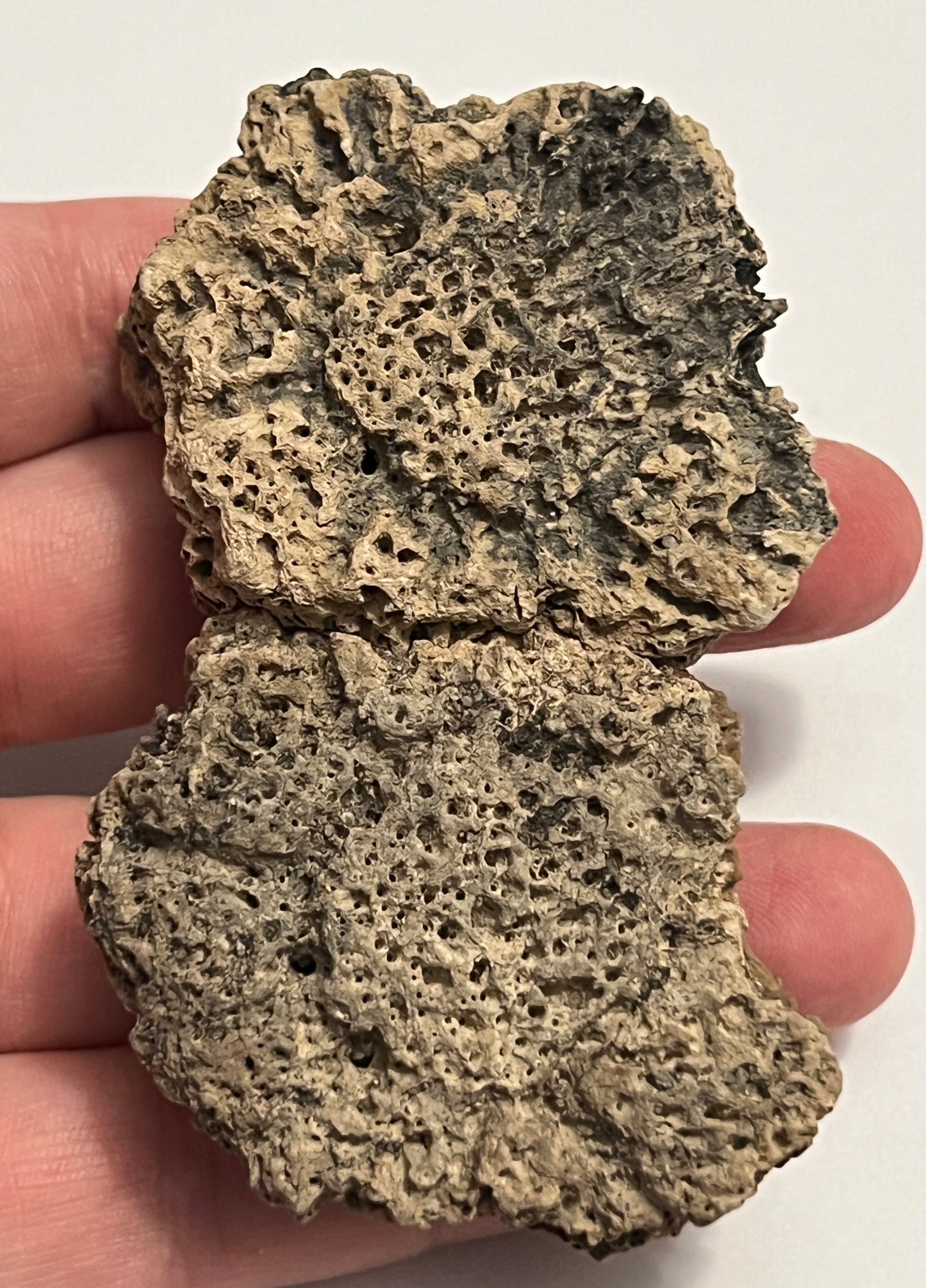 Glyptodont Rare 2 Connected Scutes 3.48 Inches