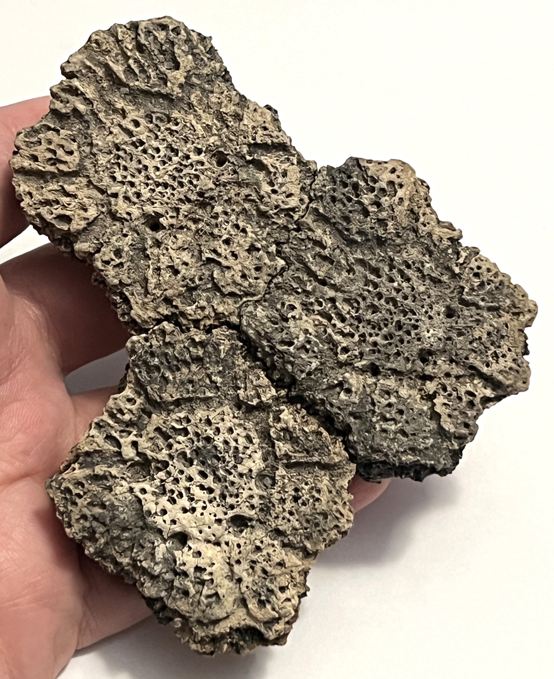 Glyptodont Rare 3 Connected Scutes 4.28 Inches