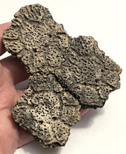 Load image into Gallery viewer, Glyptodont Rare 3 Connected Scutes 4.28 Inches
