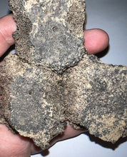 Load image into Gallery viewer, Glyptodont Rare 3 Connected Scutes 4.28 Inches
