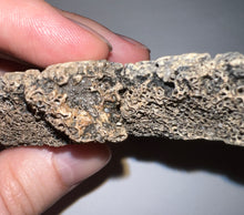 Load image into Gallery viewer, Glyptodont Rare 3 Connected Scutes 4.28 Inches
