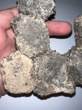 Load image into Gallery viewer, Glyptodont Rare 6 Connected Scutes 4.86 Inches
