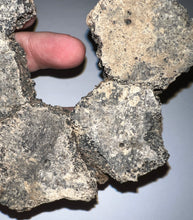 Load image into Gallery viewer, Glyptodont Rare 6 Connected Scutes 4.86 Inches
