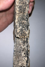 Load image into Gallery viewer, Glyptodont Rare 6 Connected Scutes 4.86 Inches
