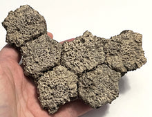 Load image into Gallery viewer, Glyptodont Rare 6 Connected Scutes 6.24 Inches
