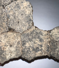 Load image into Gallery viewer, Glyptodont Rare 6 Connected Scutes 6.24 Inches
