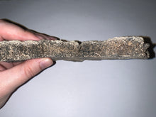 Load image into Gallery viewer, Glyptodont Rare 6 Connected Scutes 6.24 Inches
