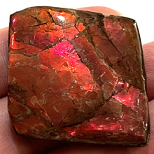 Load image into Gallery viewer, Ammolite Ammonite Gem Stone from Alberta 1.4 Inches
