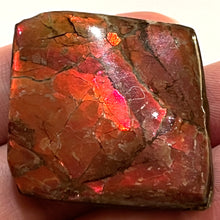 Load image into Gallery viewer, Ammolite Ammonite Gem Stone from Alberta 1.4 Inches
