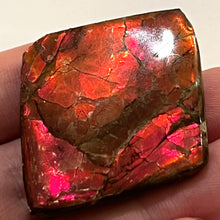 Load image into Gallery viewer, Ammolite Ammonite Gem Stone from Alberta 1.4 Inches
