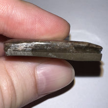 Load image into Gallery viewer, Ammolite Ammonite Gem Stone from Alberta 1.4 Inches
