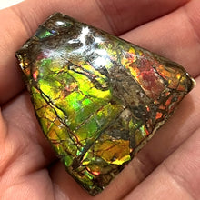 Load image into Gallery viewer, Ammolite Ammonite Gem Stone from Alberta 1.5 Inches
