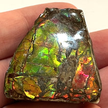Load image into Gallery viewer, Ammolite Ammonite Gem Stone from Alberta 1.5 Inches
