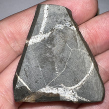 Load image into Gallery viewer, Ammolite Ammonite Gem Stone from Alberta 1.5 Inches
