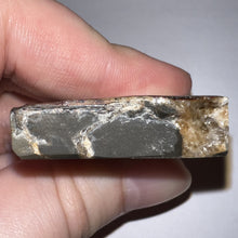 Load image into Gallery viewer, Ammolite Ammonite Gem Stone from Alberta 1.5 Inches
