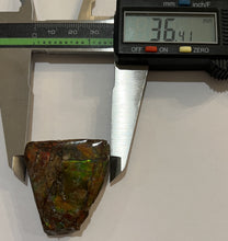 Load image into Gallery viewer, Ammolite Ammonite Gem Stone from Alberta 1.5 Inches
