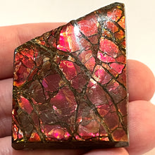 Load image into Gallery viewer, Ammolite Ammonite Gem Stone from Alberta 1.8 Inches
