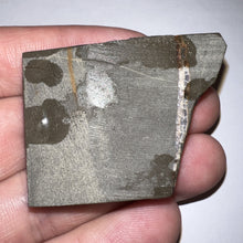 Load image into Gallery viewer, Ammolite Ammonite Gem Stone from Alberta 1.8 Inches
