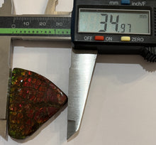 Load image into Gallery viewer, Ammolite Ammonite Gem Stone from Alberta 1.7 Inches

