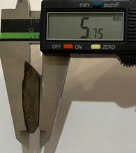 Load image into Gallery viewer, Ammolite Ammonite Gem Stone from Alberta 1.7 Inches
