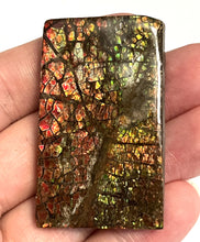 Load image into Gallery viewer, Ammolite Ammonite Gem Stone from Alberta 2.1 Inches
